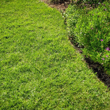 Maintaining a Healthy St. Augustine Lawn Through a DFW Summer Heatwave