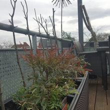 Balkon 2019