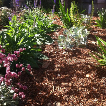 Succulents in the Low Water Garden