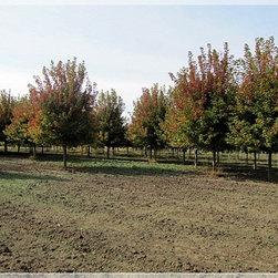 Nursery and Garden Center - Gardening And Lawn Care