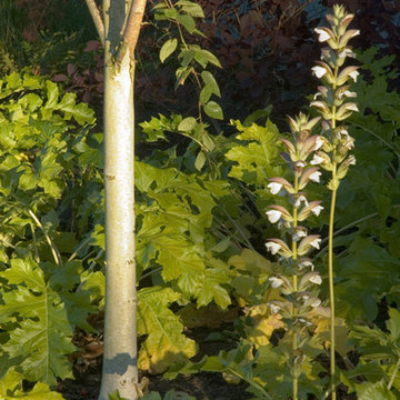 Urban Lodge: shade plantings