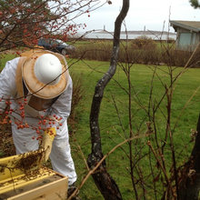 BEES