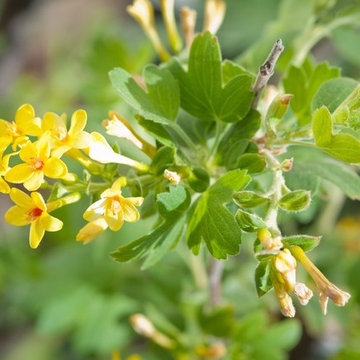 Golden Currant