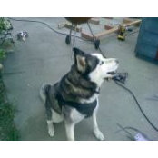 Blue Huskey's photo