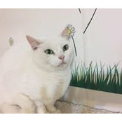 Peabody Safe's photo