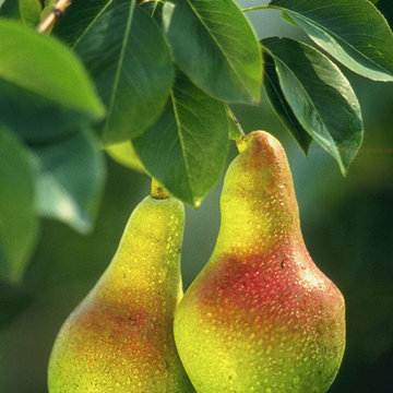 Fruit Tree Pruning