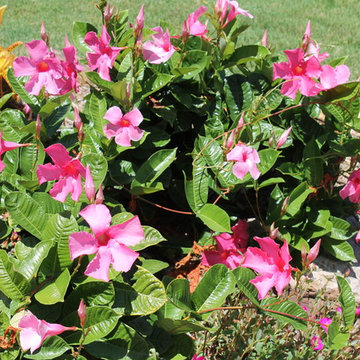 Mckinney Landscaping