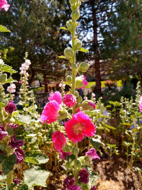What is this tall flower?