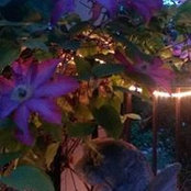 Foto von Coleen Spurlock