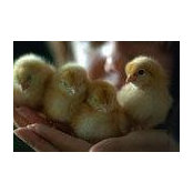 Jennifer Nobrega's photo