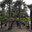 Palm Trees Canada