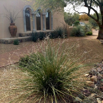 Southwestern Plants