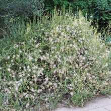 Garden plants