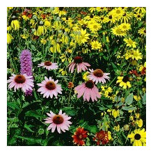 Wildflower Meadow
