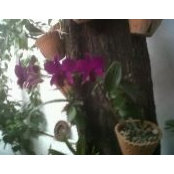 Elsie DBasile's photo