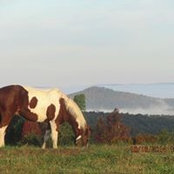 Lisa Esposito's photo