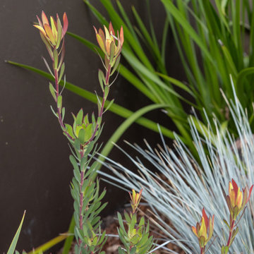Aliso Drought Ready Landscape, Portola Valley