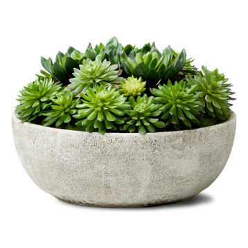 Echeveria Succulent Mix In Bowl,  10"x7"