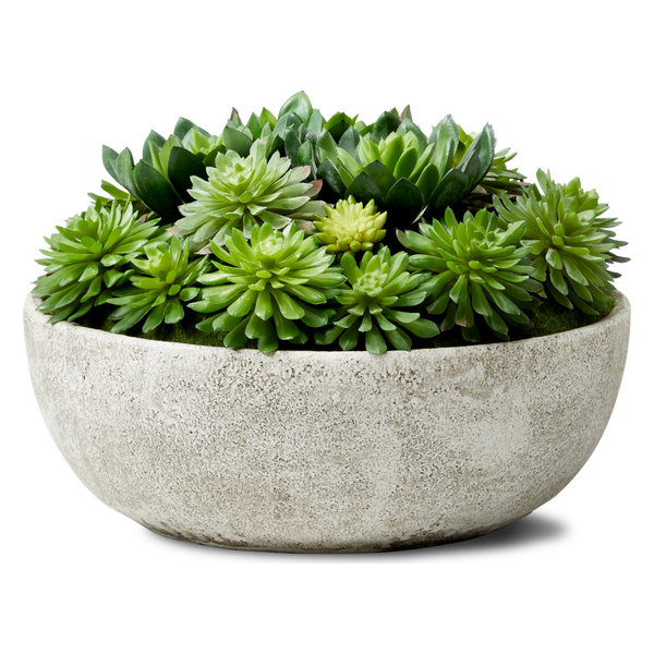 Echeveria Succulent Mix In Bowl,  10