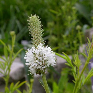 White Prairie Clover