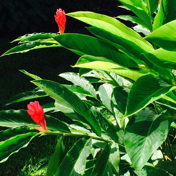Tropical Accent Plants
