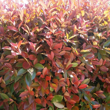 jardin de color