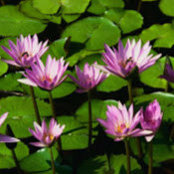 Foto de Haritha Sn