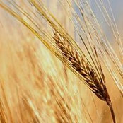John Sarchet's photo