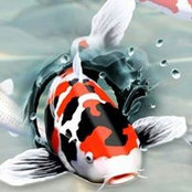 Sano Koi's photo