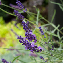 gardening and landscaping