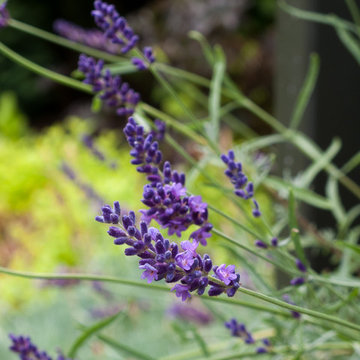 Great Plant Combinations