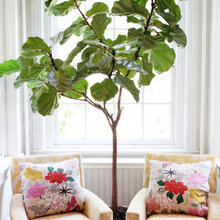 indoor plants