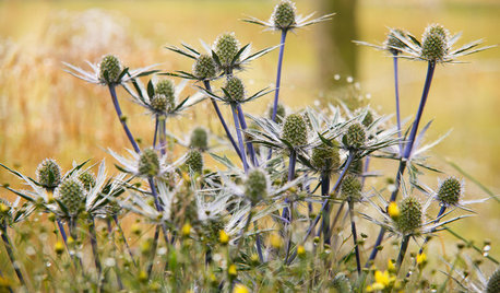 Die Distel – stachlige Schönheit im Garten