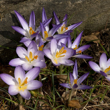 Crocus