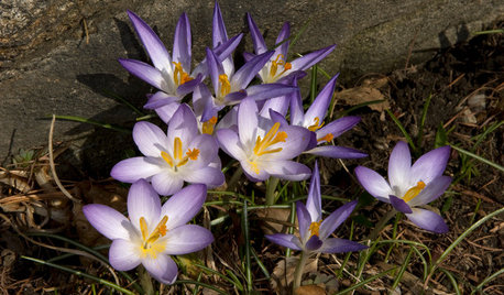 Quelles plantes choisir pour un jardin d'hiver plein d'allure ?