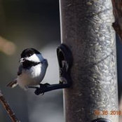 Caren Cunningham's photo
