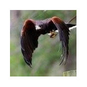 Shom Kittling's photo