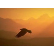 Radoslav Nikolov's photo