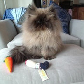 chloethecats foto