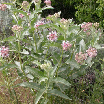 Asclepias Speciosa