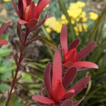 South African Red Leucadendron always gets noticed