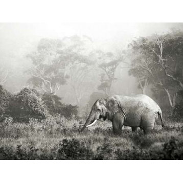African elephant  Ngorongoro Crater  Tanzania Print
