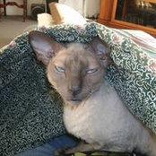 Sharon Farley's photo