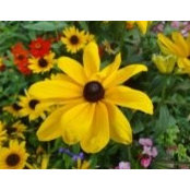 Heather Hammerschmidt's photo