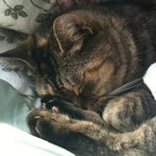 Shelly Pelkey Morse's photo
