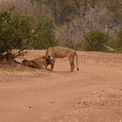 Stephanie Wilmore's photo