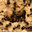 City of Stars Termite Removal Experts