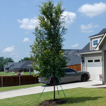 Allee Elm