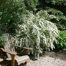 button bush solution in yard