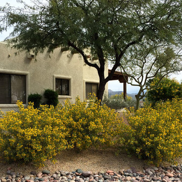 Southwestern Plants